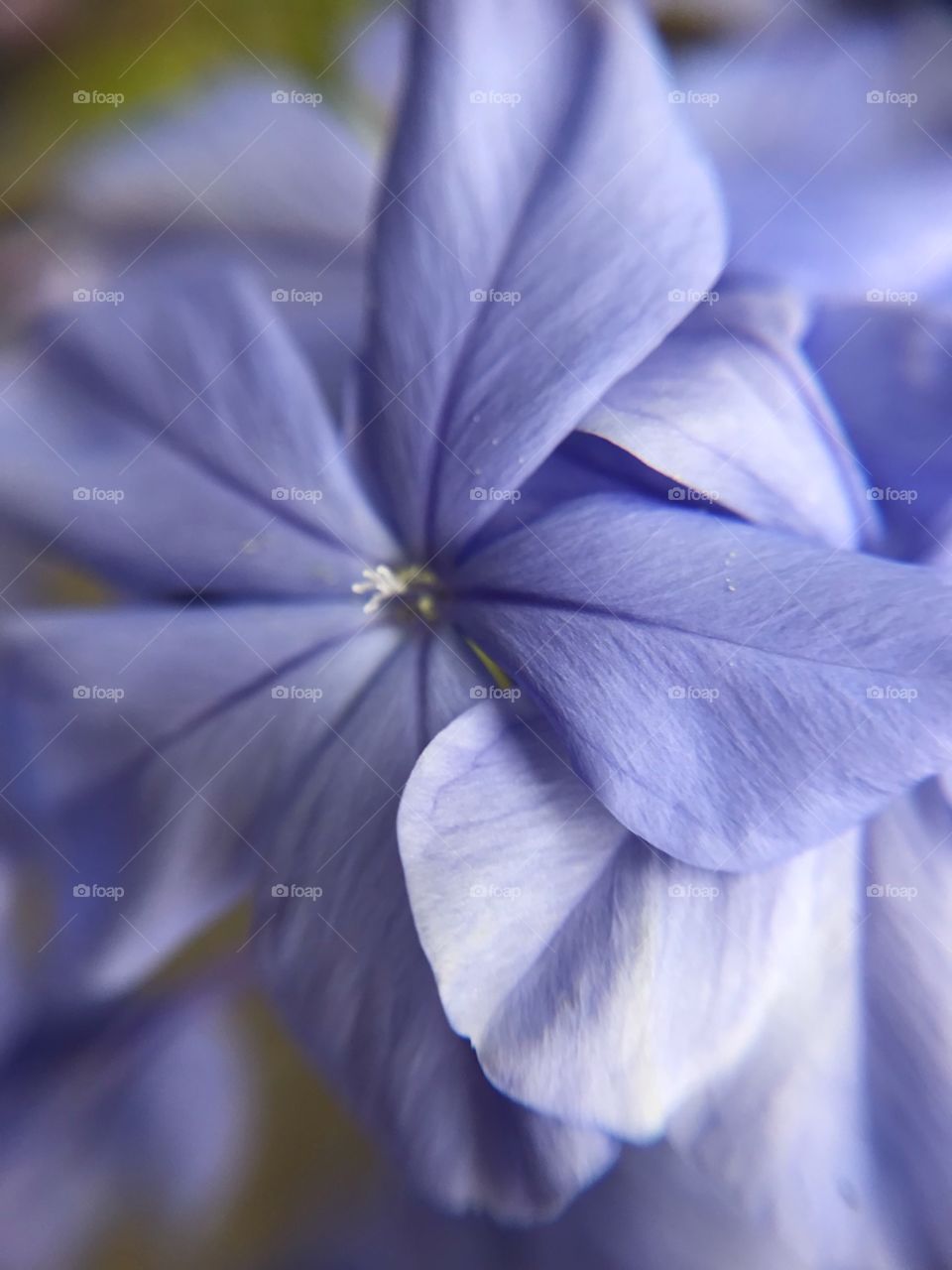 Blue Pedals on a flower