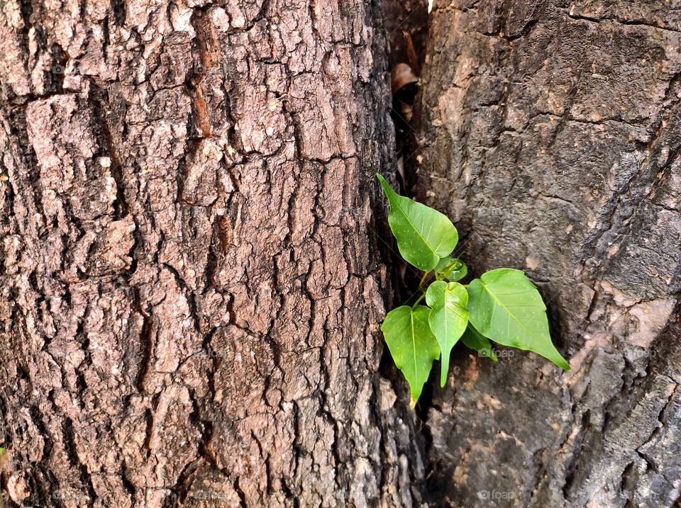 Peepal plant growing from the trunk of a tree