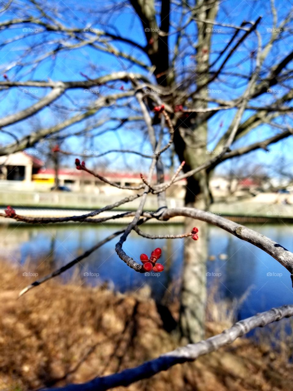 Spring is around the corner. Beautiful day at the park. Blue sky as blue as the lake. Leaf buds and flower buds are starting to blossom on the branches of the trees.