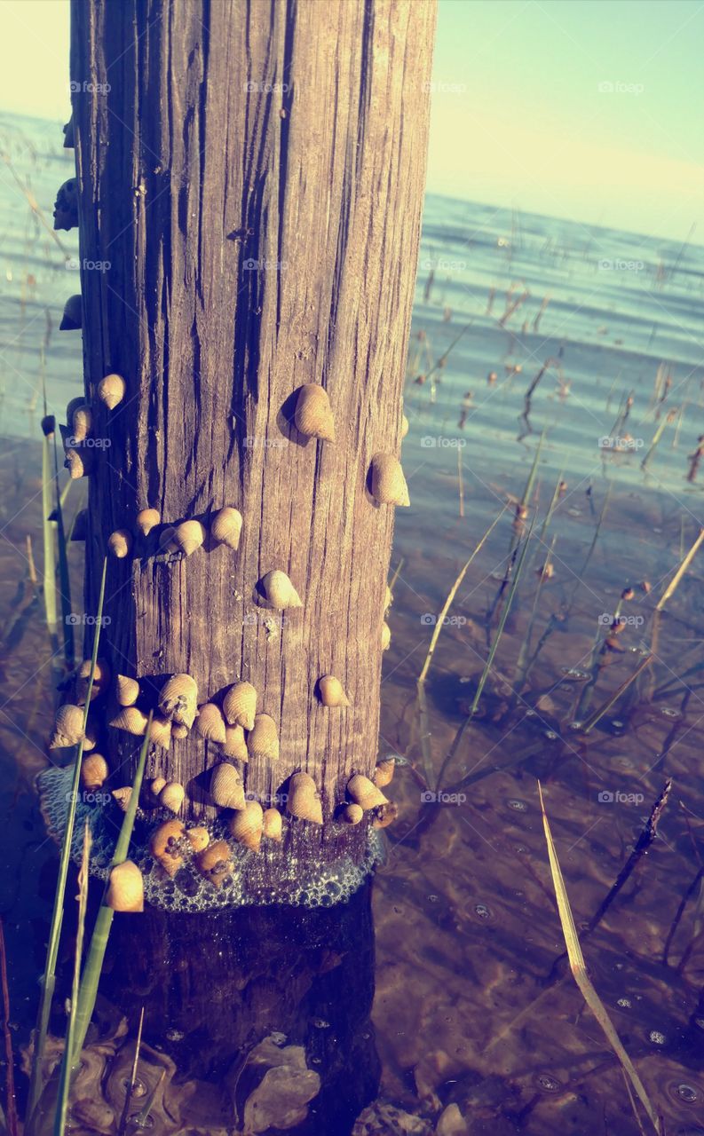 Snails on a Post
