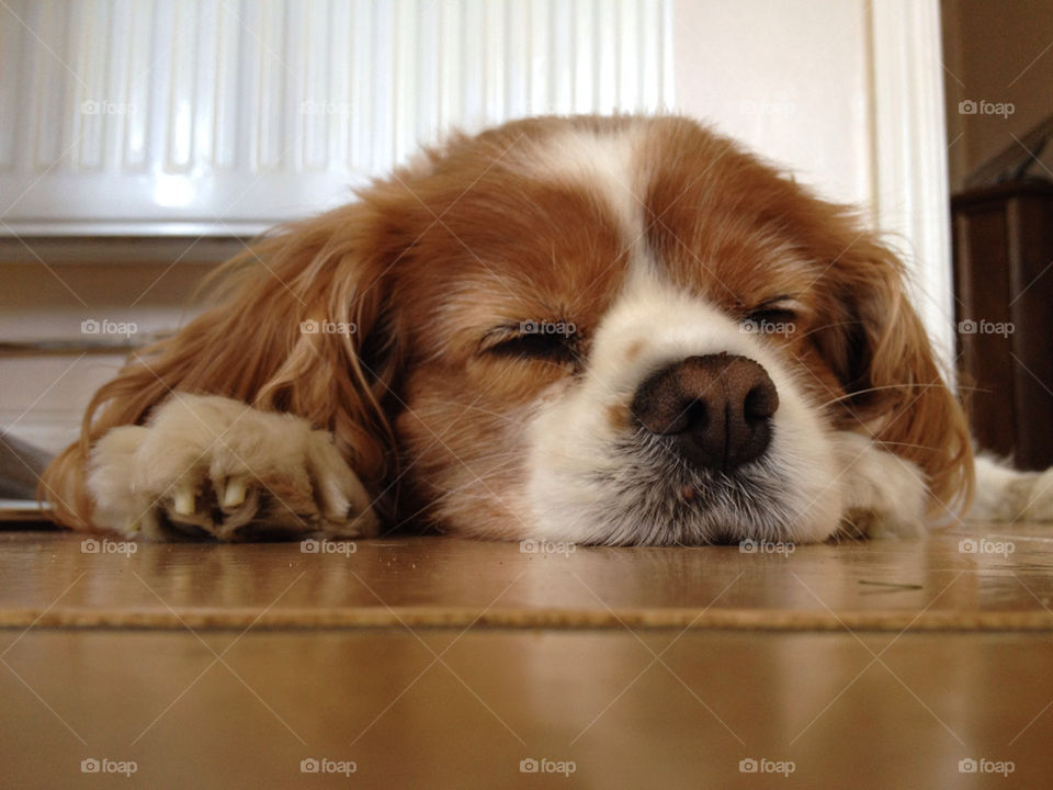 dog sleeping animal cute by numptyboy