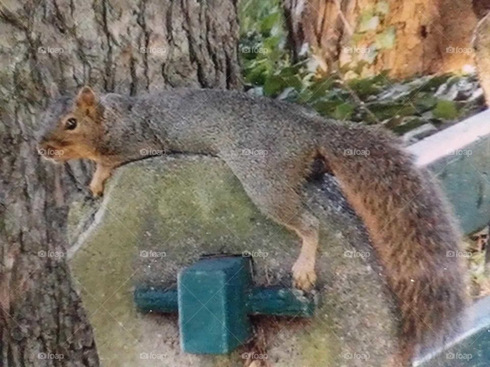 Bushy-tailed squirrel  hangs over cement bench to cool off