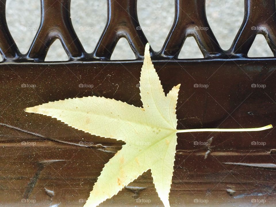 Leaf on the bench