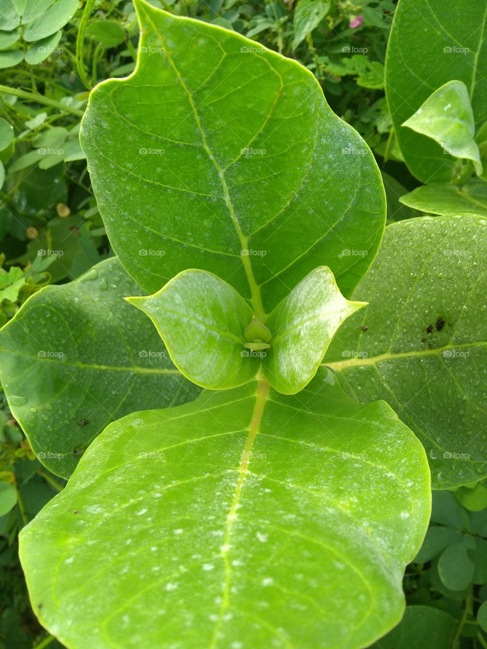 some drizzle drops on greenish leaves.