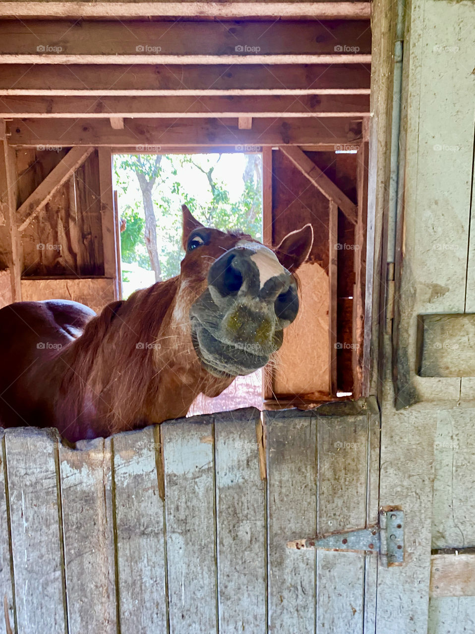 Curious horse, Barnstable, MA