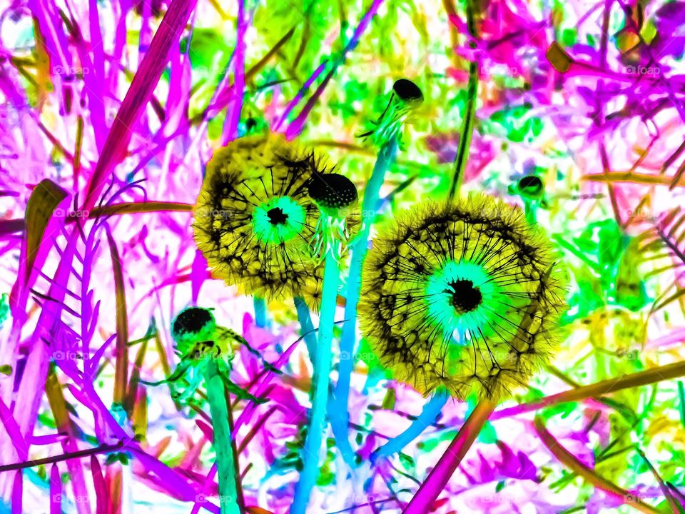 abstract dandelions