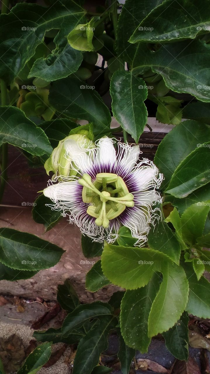 Exotic blooming purple delicate tropical
wildflower