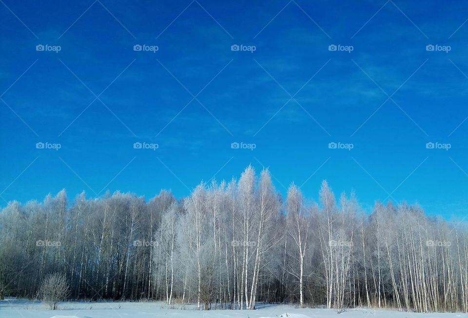 Russian winter. nature. frosty Sunny day.