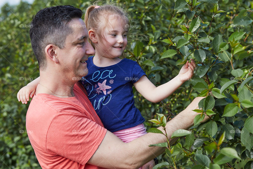 Father showing her daughter cherries growing in a orchard. Real people. Authentic situations