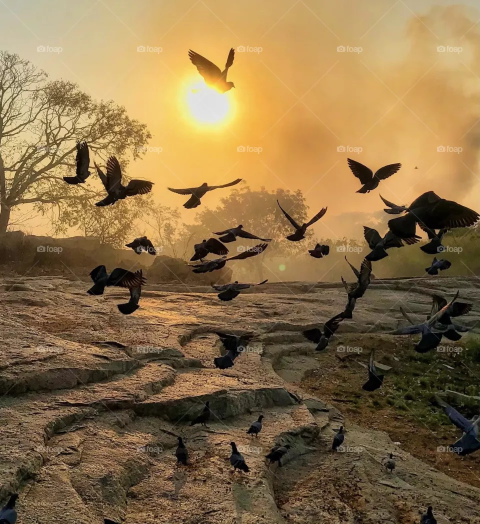 Sunrise 
