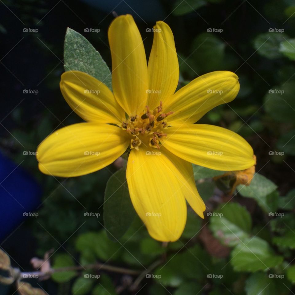 Yellow daisy in a green garden