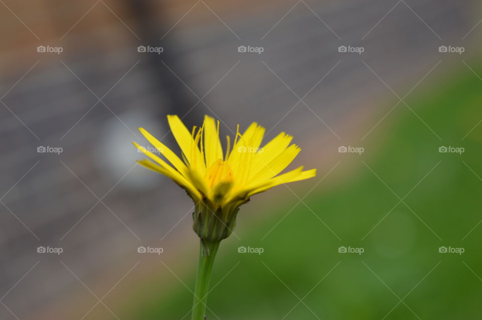 flower in macro