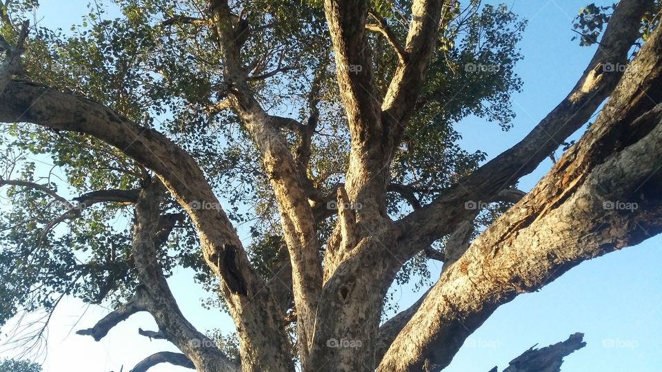 A beautiful scene of holy fig tree in the forest.