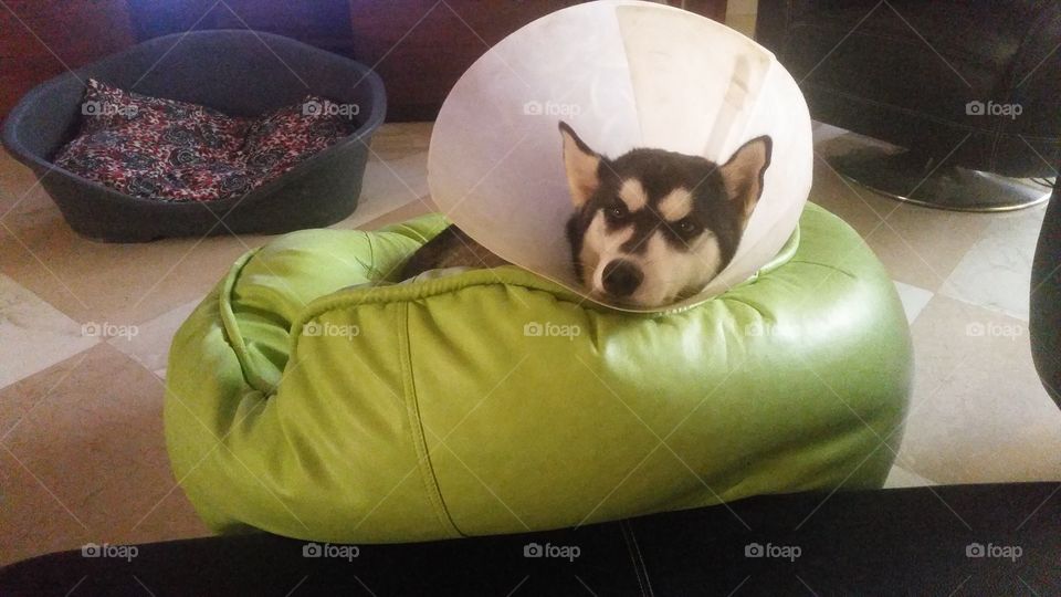 lazy husky dog sitting on a bean bag