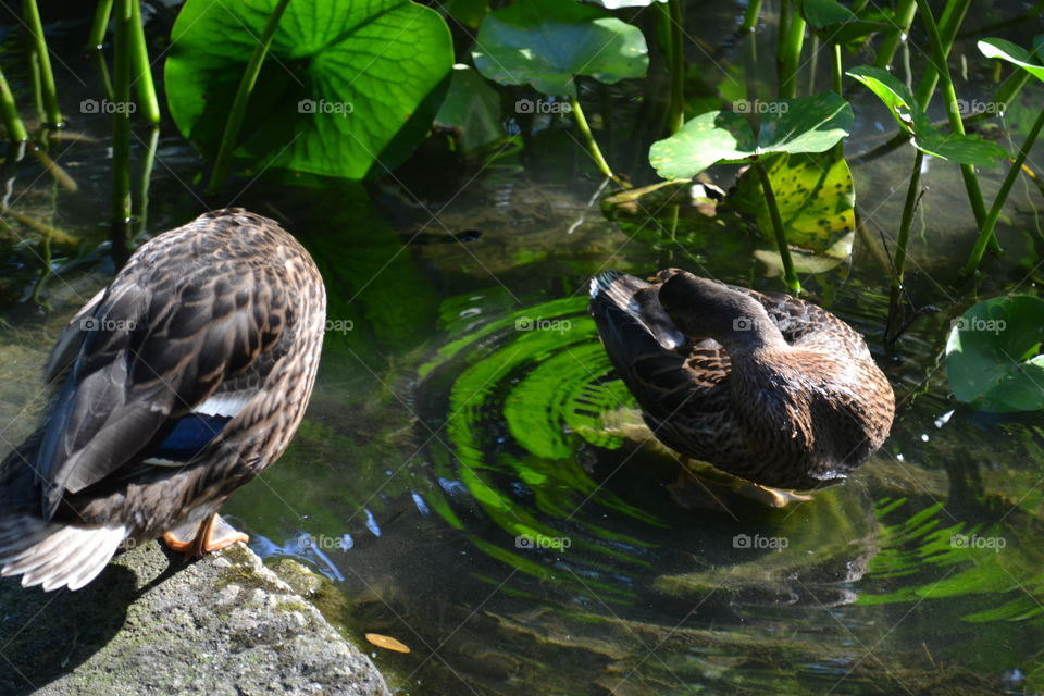 ducks in nature