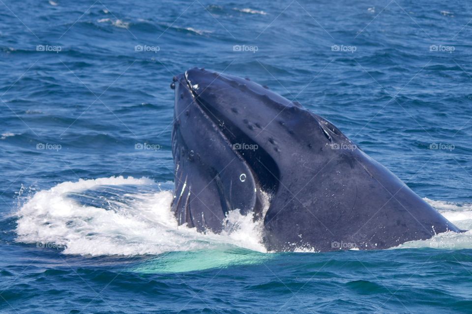 Massachusetts humpback whale, Silva