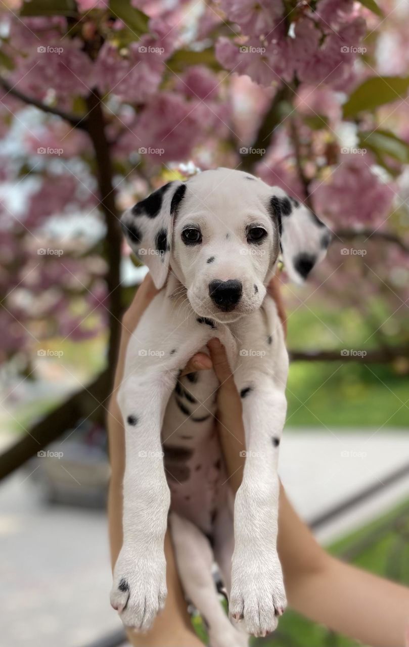 Puppies Dalmatian 