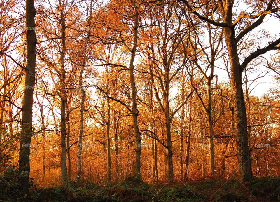 magical forest in Marchiennes North of France