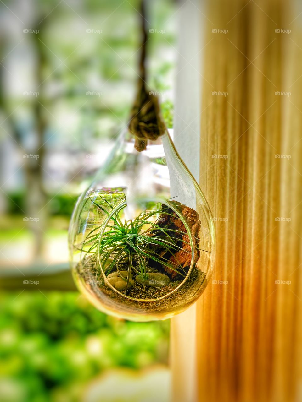 Hanging plant 