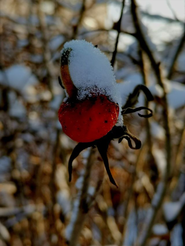 Winter nature