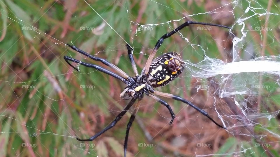 Spider! Spider!. Making a Web in my Japanese Maple tree