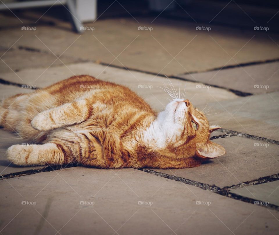 Playful ginger cat looking up, shot with a Pentax K5 at 200mm