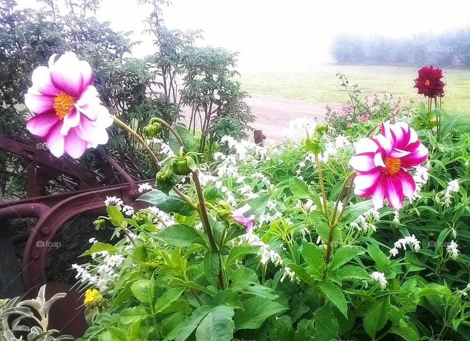 Beautiful colored flowers.