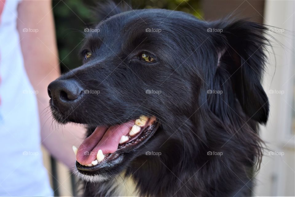 pretty black dog with open mouth close up portrait