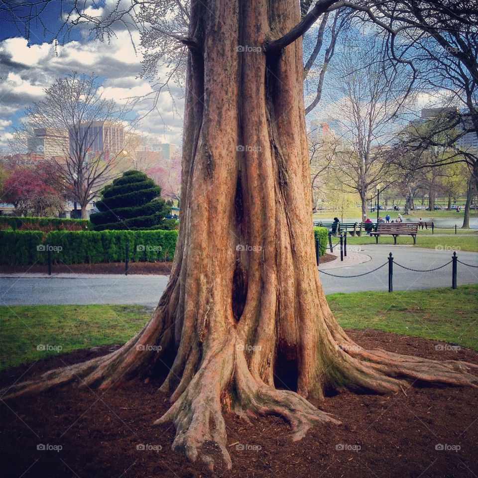 tree trees park boston by lenswipe