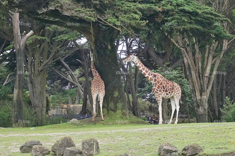 Giraffes in the shade of trees 