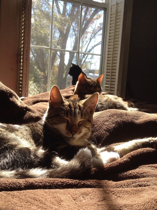 Cat napping