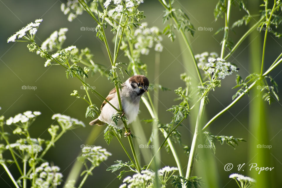 Tree sparrow