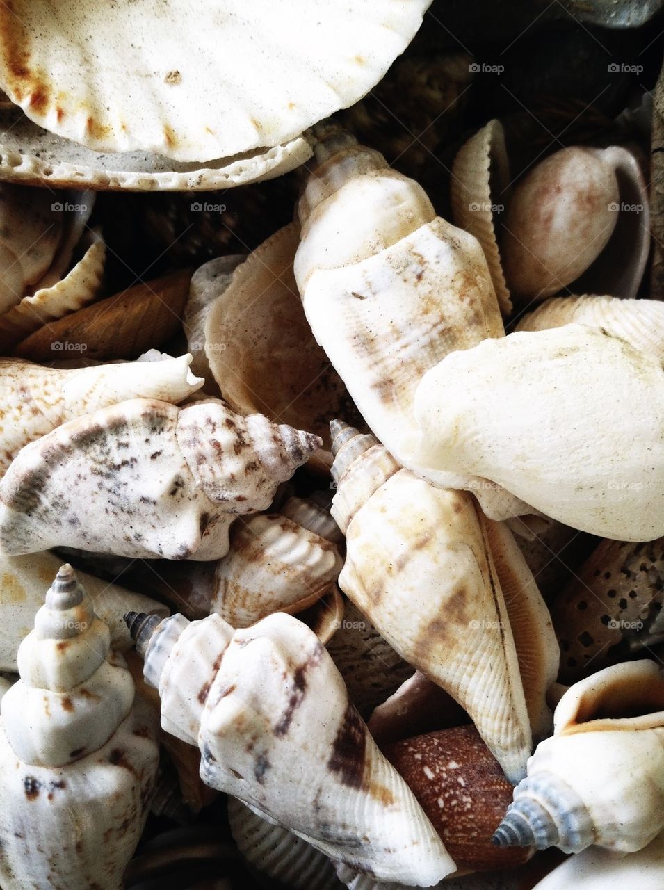 Shells