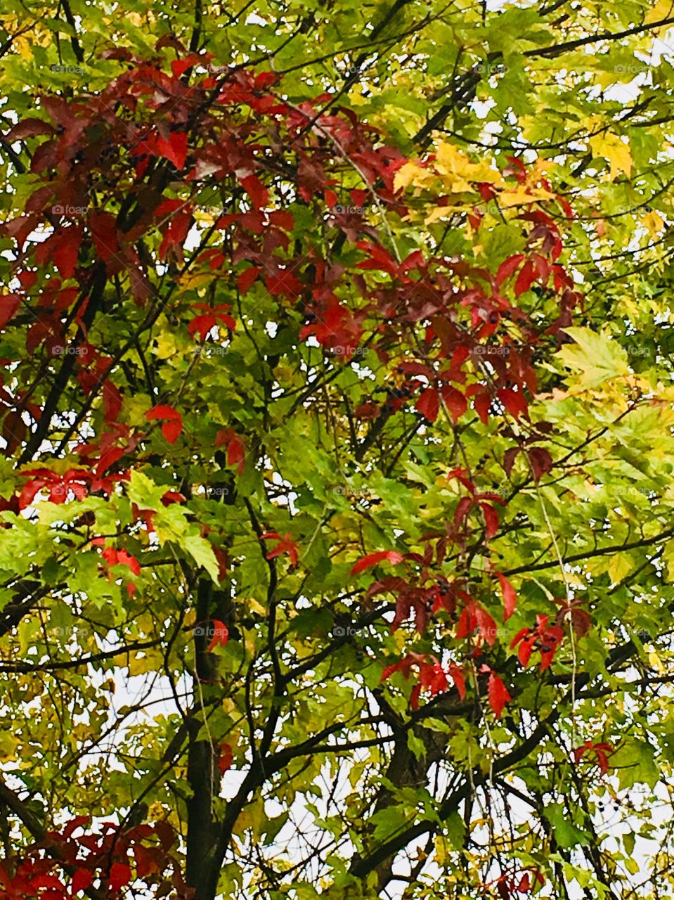 Autumn Leaves Close-up-Septembre 30 2018-Terrebonne, Quebec, Canada