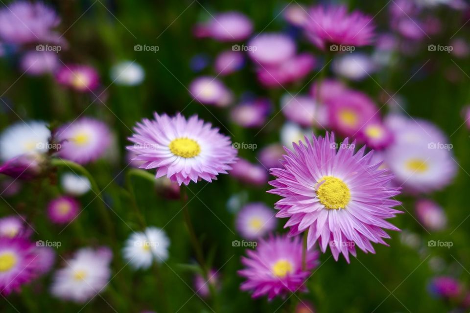 Pink wildflowers called pink sunray in the garden.