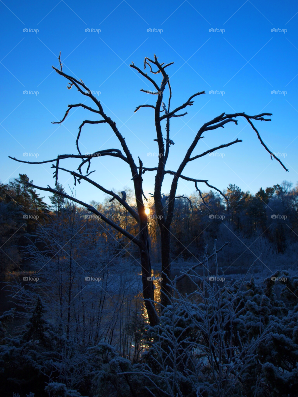 winter norway blue tree by hslysne