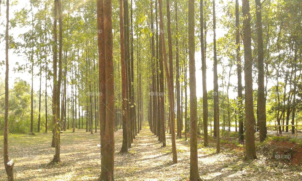 row of trees