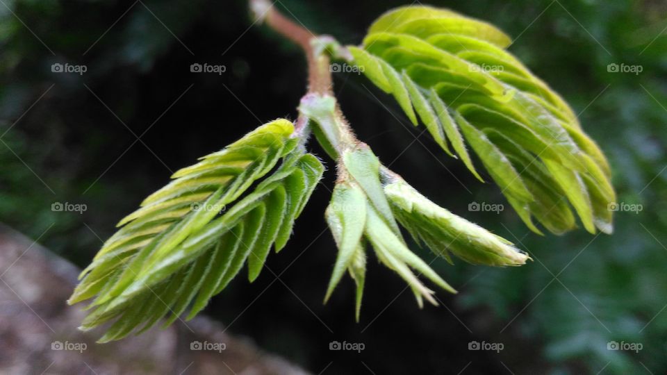 Leaf, Nature, No Person, Flora, Outdoors