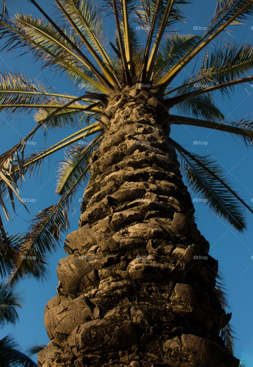 Palm tree from below
