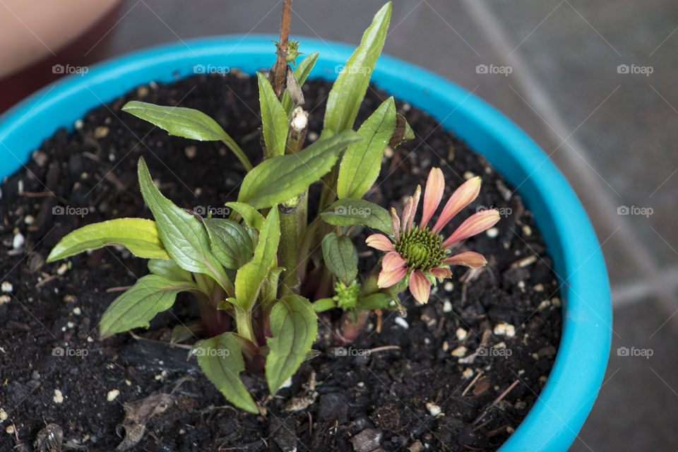 Close-up of a coneflower