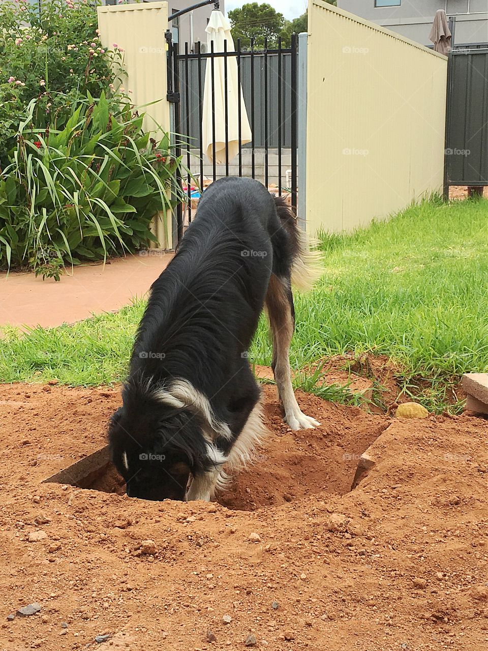 Retrieving a toy he has buried in a hole he dug up through our patio!