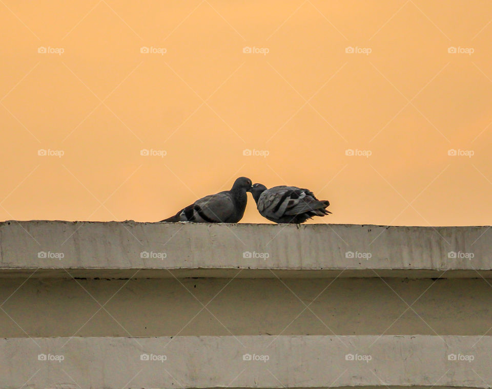 Beautiful picture of pigeons kissing each other in a beautiful evening