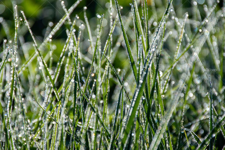 Early Dew on a Grass