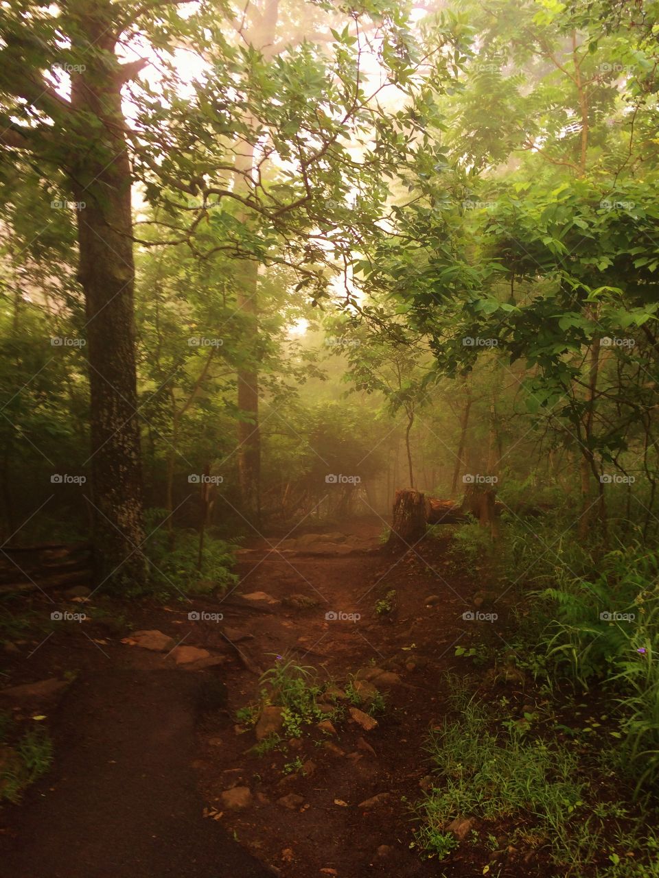 Fog in the forest