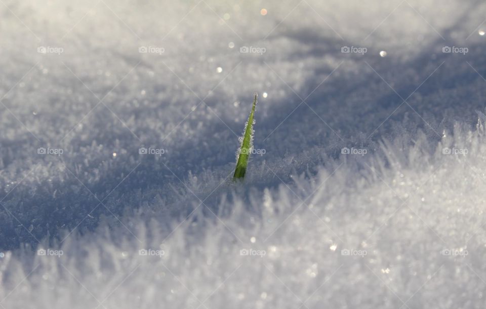 Grass in sparkling snow.