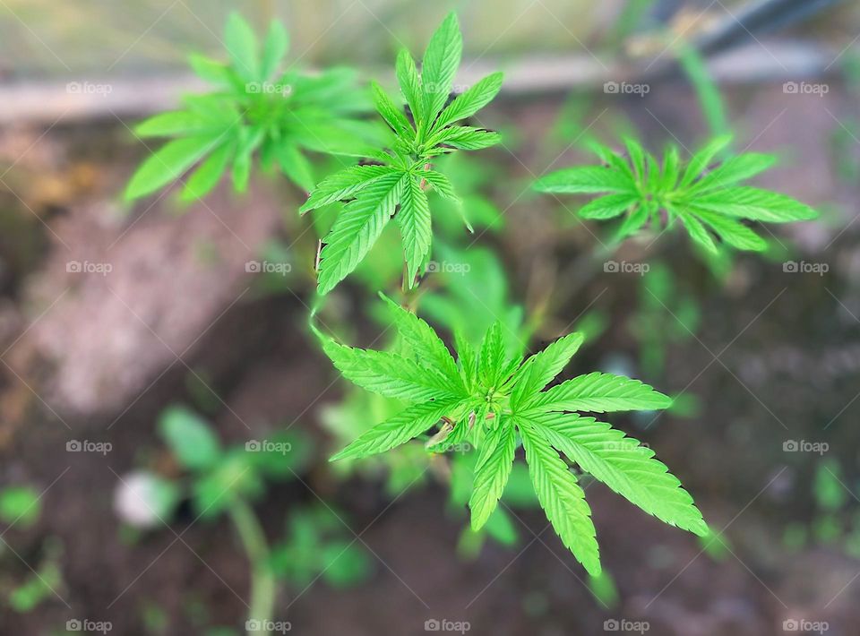 Closeup of marijuana plant