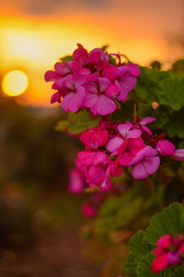 Early spring in cyprus. Beautiful garden flowers at sunset.