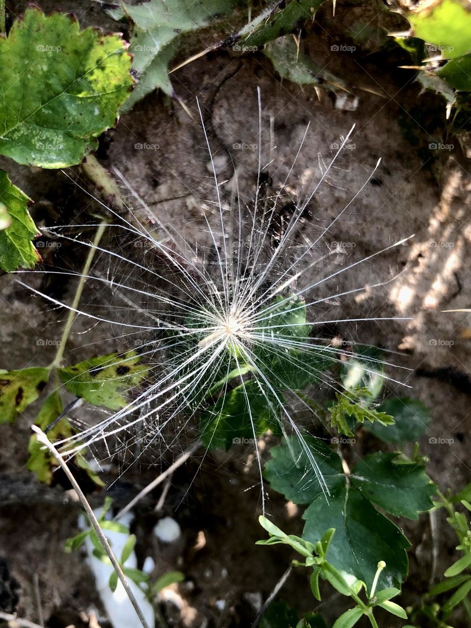 Closeup of one white floatie that was released from a white thistle here on the ranch