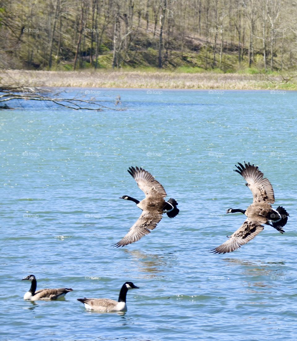 A male goose is chasing away another goose that he considered a threat to his goslings and mate