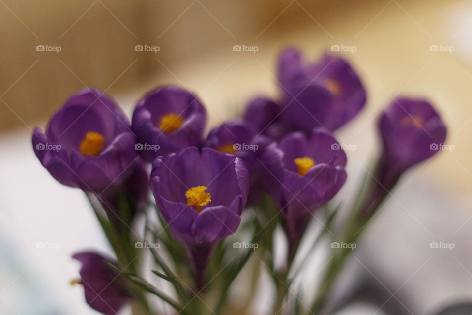 Irises bouquet